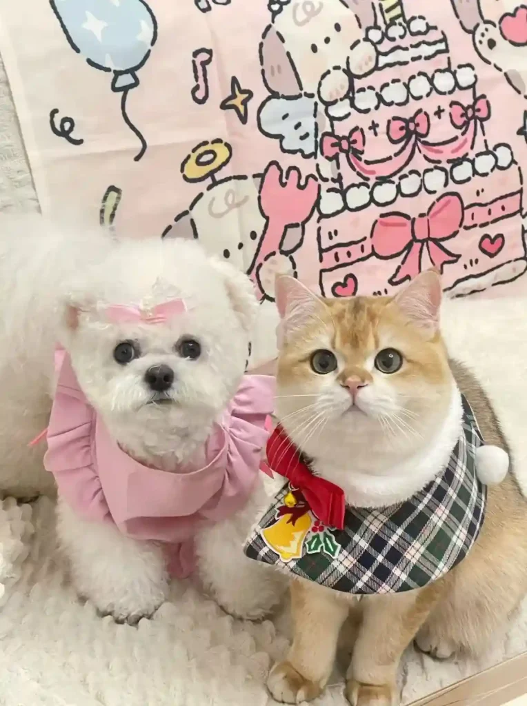 cat and dog for face swapping