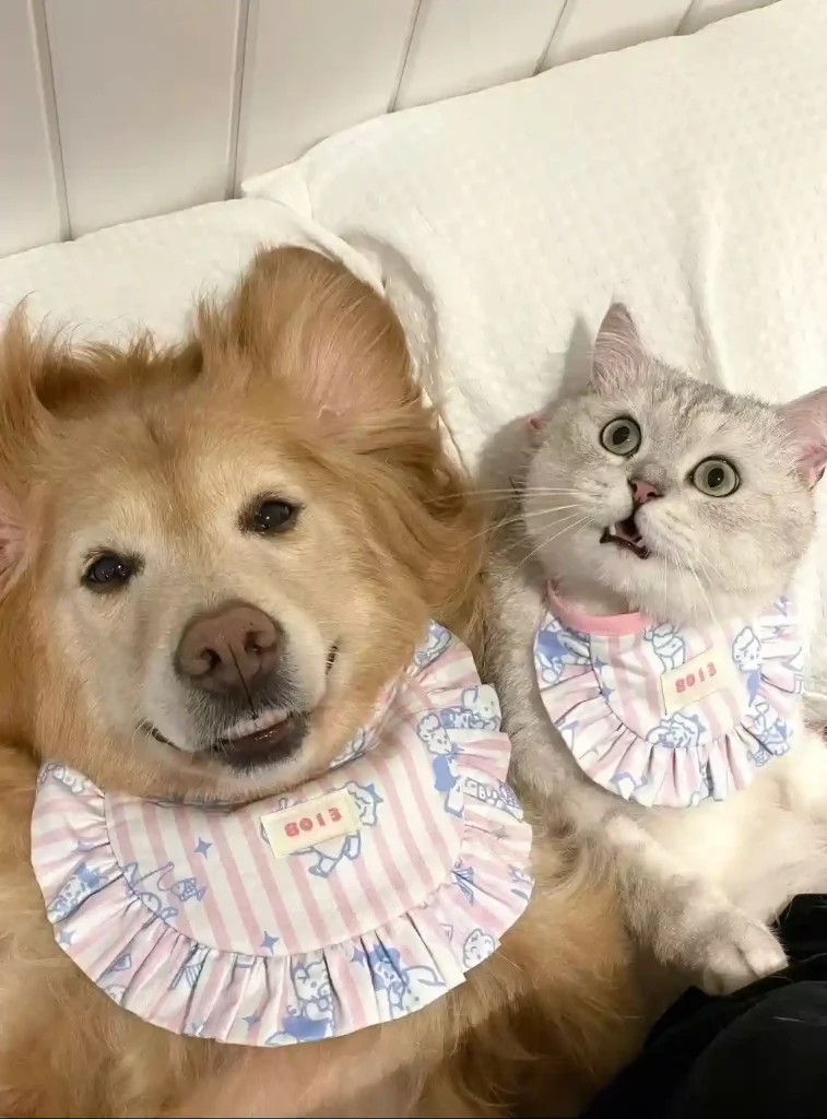 cat and dog for face swapping