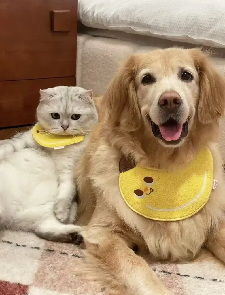 cat and dog for face swapping