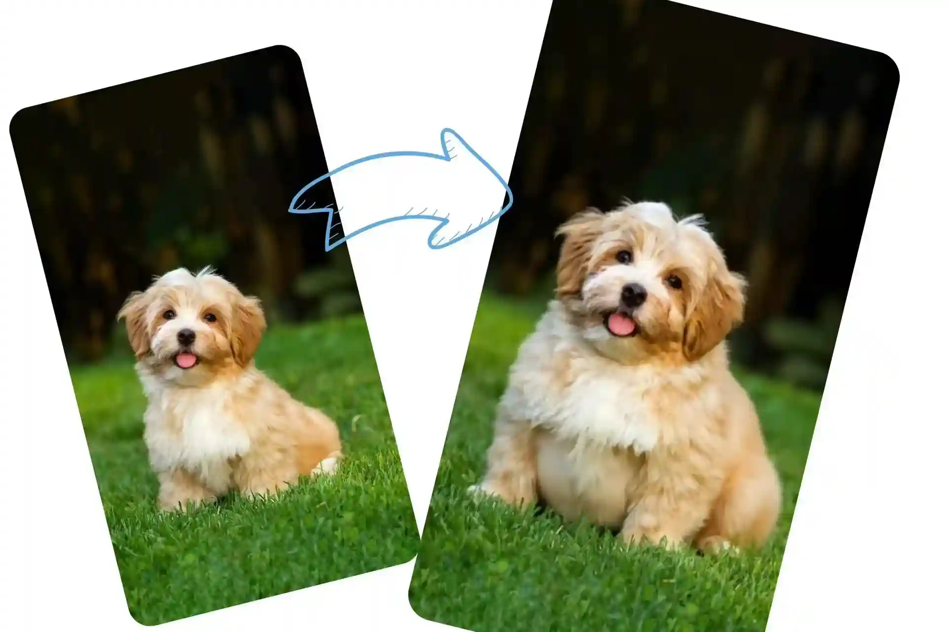 Use the Fat Filter to Make Your Puppy Chubbier