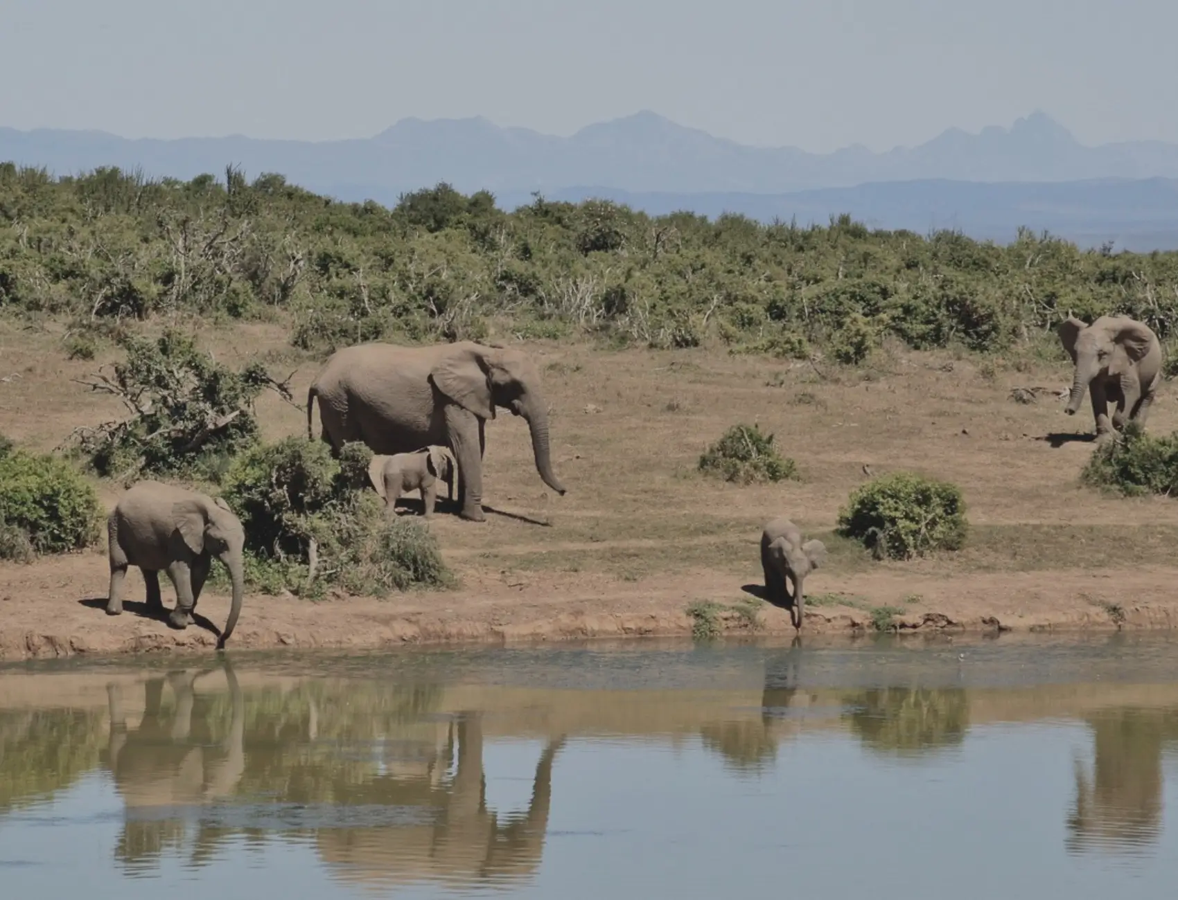 elephant-427138_1280 (1) Make Your Landscapes Pop with AI Color Correction